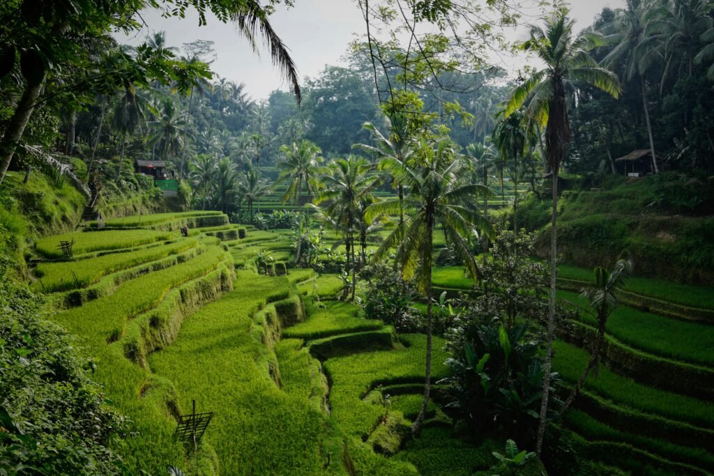 Rice Terrace Ubud - AnandaDara Ubud Resort & Spa