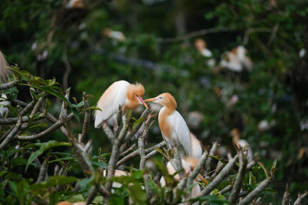 kokokan bird