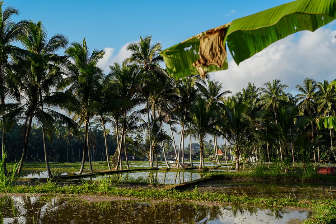 AnandaDara Ubud Resort & Spa Completes Development Phase, Announces Pre-Launch of  AnDa RiceField OnSen 温泉 Villas and New Yoga Shala